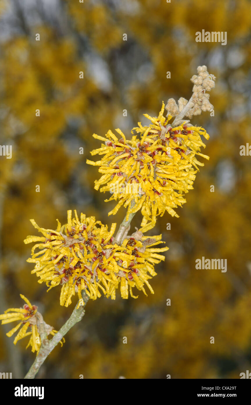 Amamelide Hamamelis mollis (Hamamelidaceae) Foto Stock