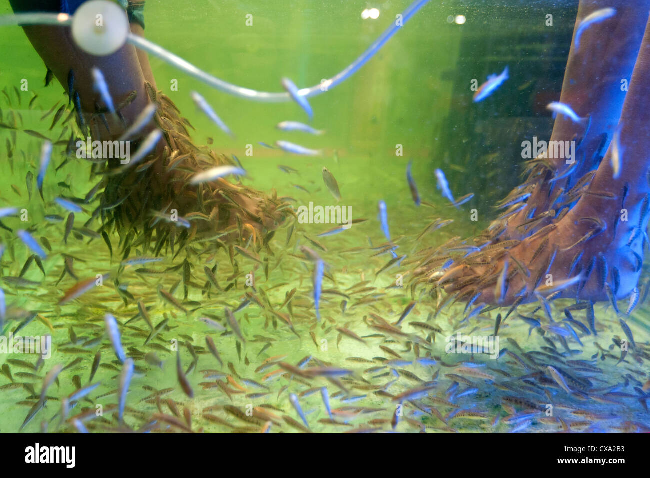 Garra Rufa terapia ittica Bangkok in Thailandia Foto Stock