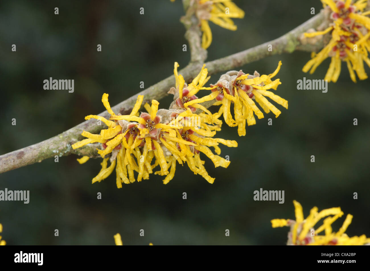 Amamelide Hamamelis mollis (Hamamelidaceae) Foto Stock