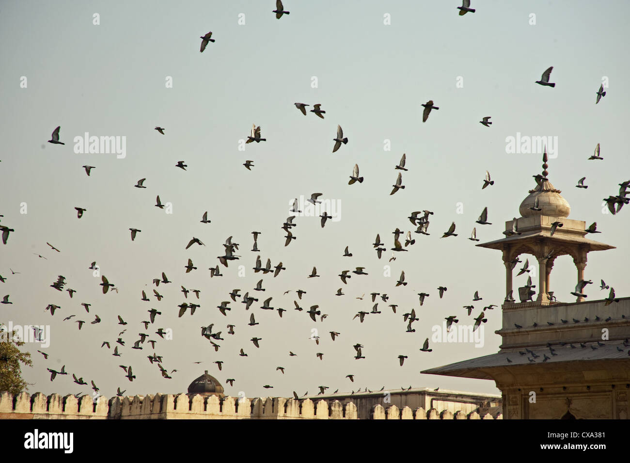 Un intero gregge dei piccioni sulla sommità dei bastioni del Forte Rosso a Nuova Delhi, India. Il gregge tende a muoversi in un gruppo. Foto Stock