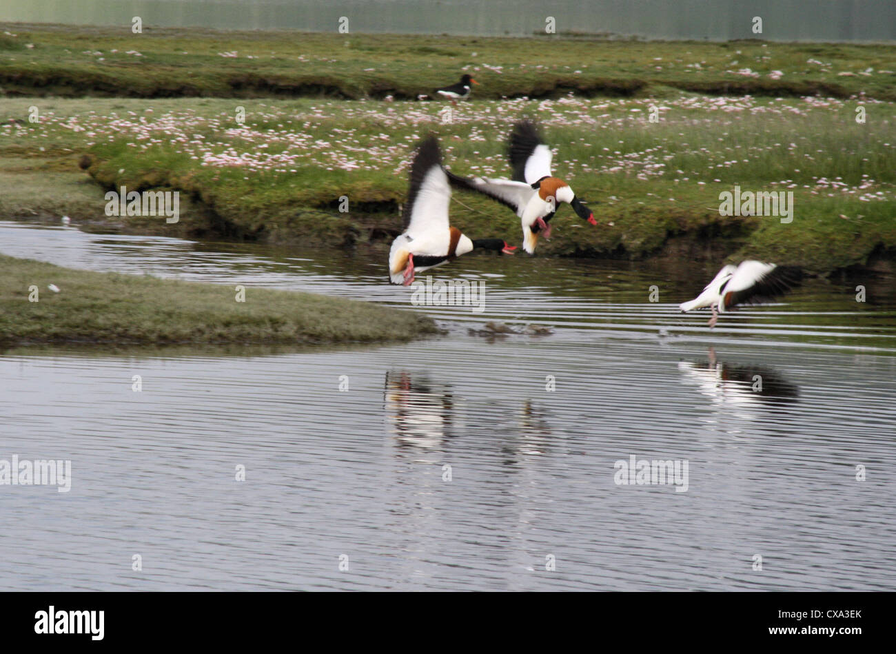 Shelducks scontri territoriali durante la stagione riproduttiva in primavera Foto Stock