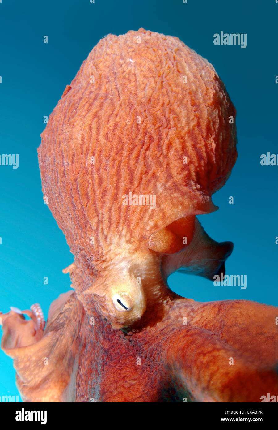Gigante polpo del Pacifico o del Pacifico del Nord polpo gigante, (Enteroctopus dofleini) Giappone Mare, Estremo Oriente, Primorsky Krai, Russia Foto Stock