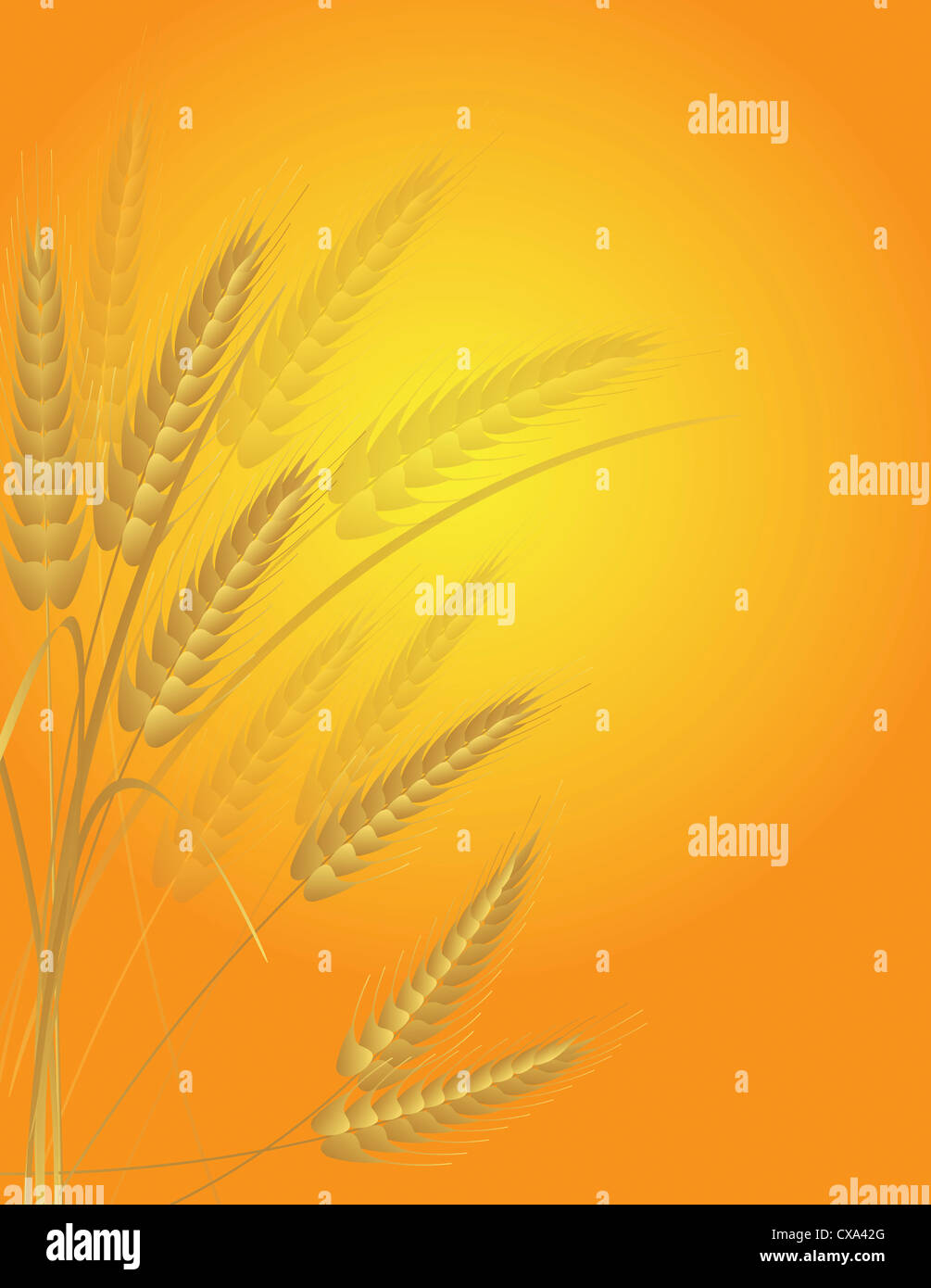 Tutto chicchi di grano campo con Golden Sun illustrazione dello sfondo Foto Stock