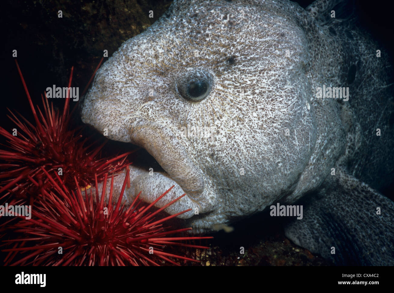 Wolf-Eel (Anarrichthys ocellatus) mangiando Red ricci di mare (Strongylocentrotus franciscanus). Queen Charlotte Strait, Canada Foto Stock
