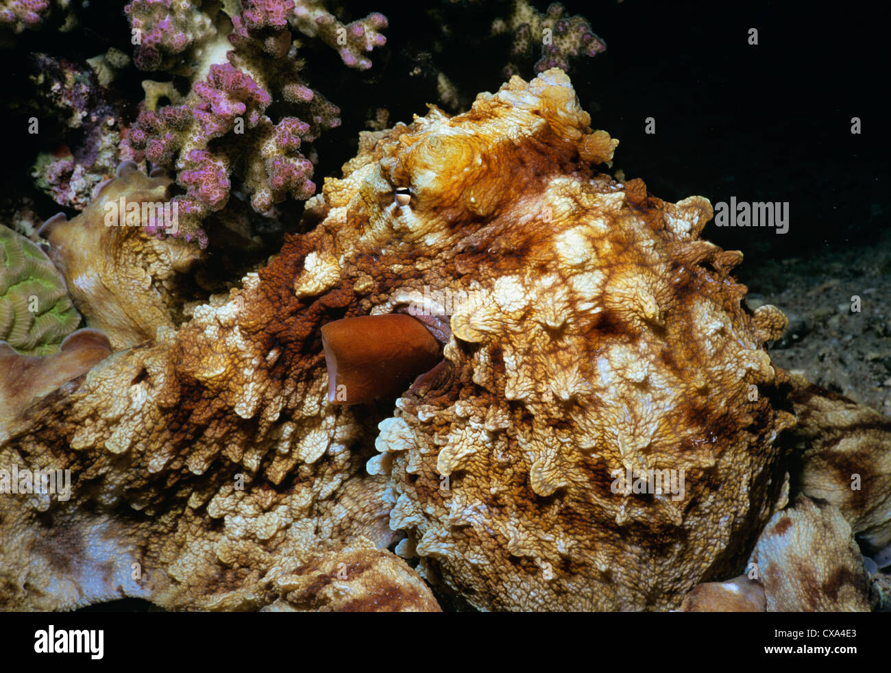 Reef Polpo (Octopus cyanea) mimetizzata sulla barriera corallina. Eilat, Israele, Mar Rosso Foto Stock