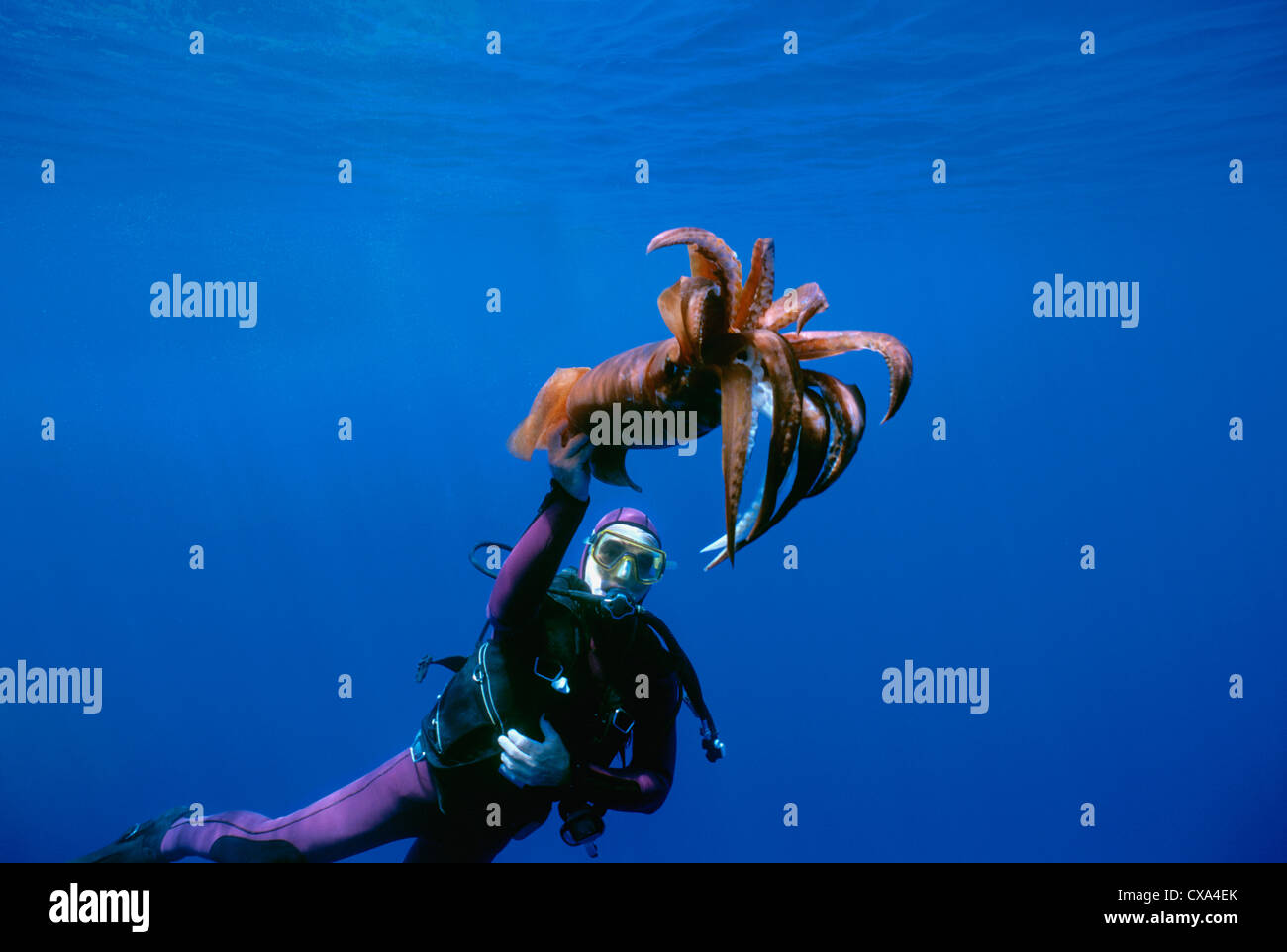 Sommozzatore osserva il Deep Sea Calamari (Symplectoteuthis oualensis). Eilat, Israele, Mar Rosso Foto Stock