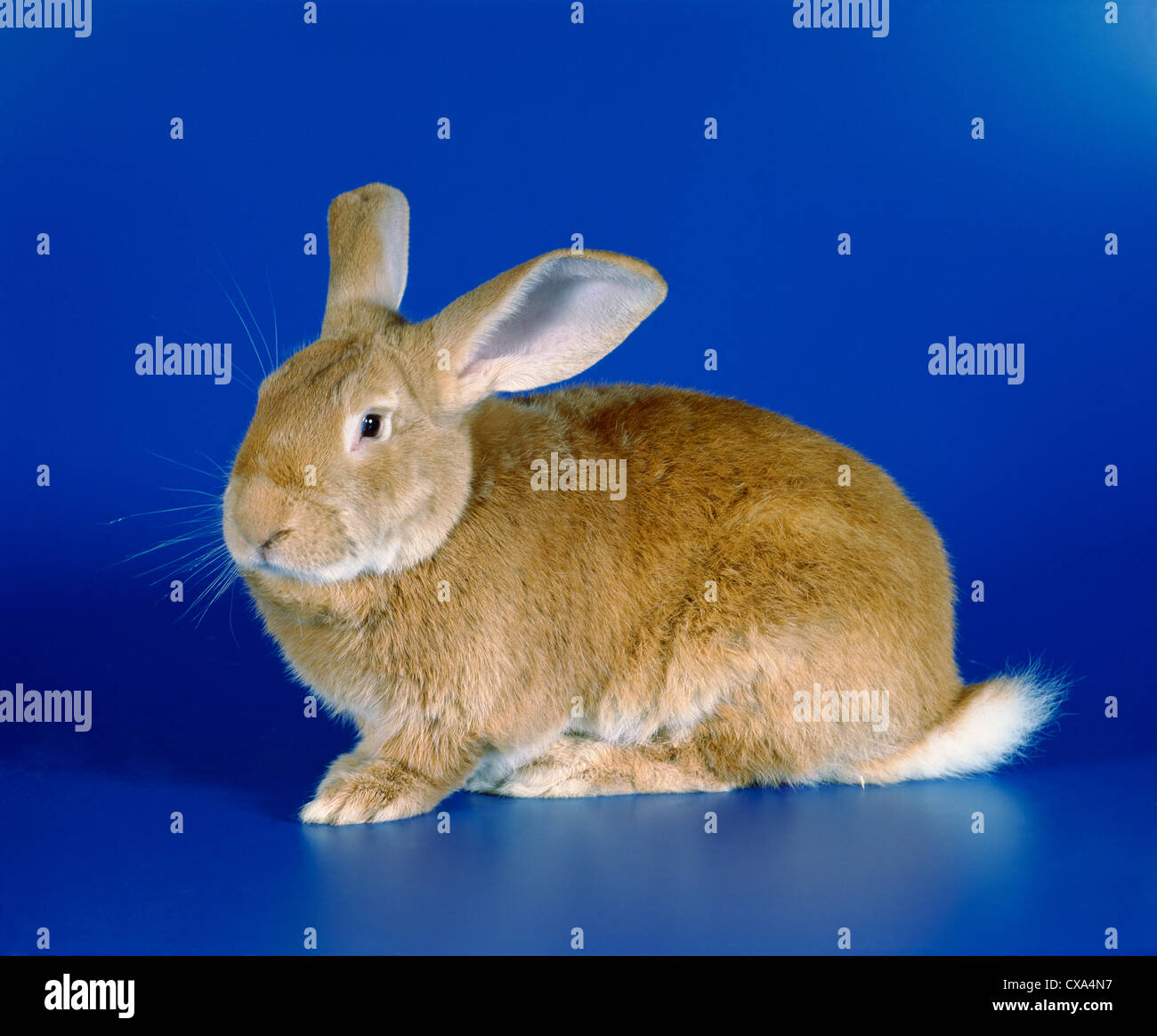 Fiammingo coniglio gigante Foto Stock