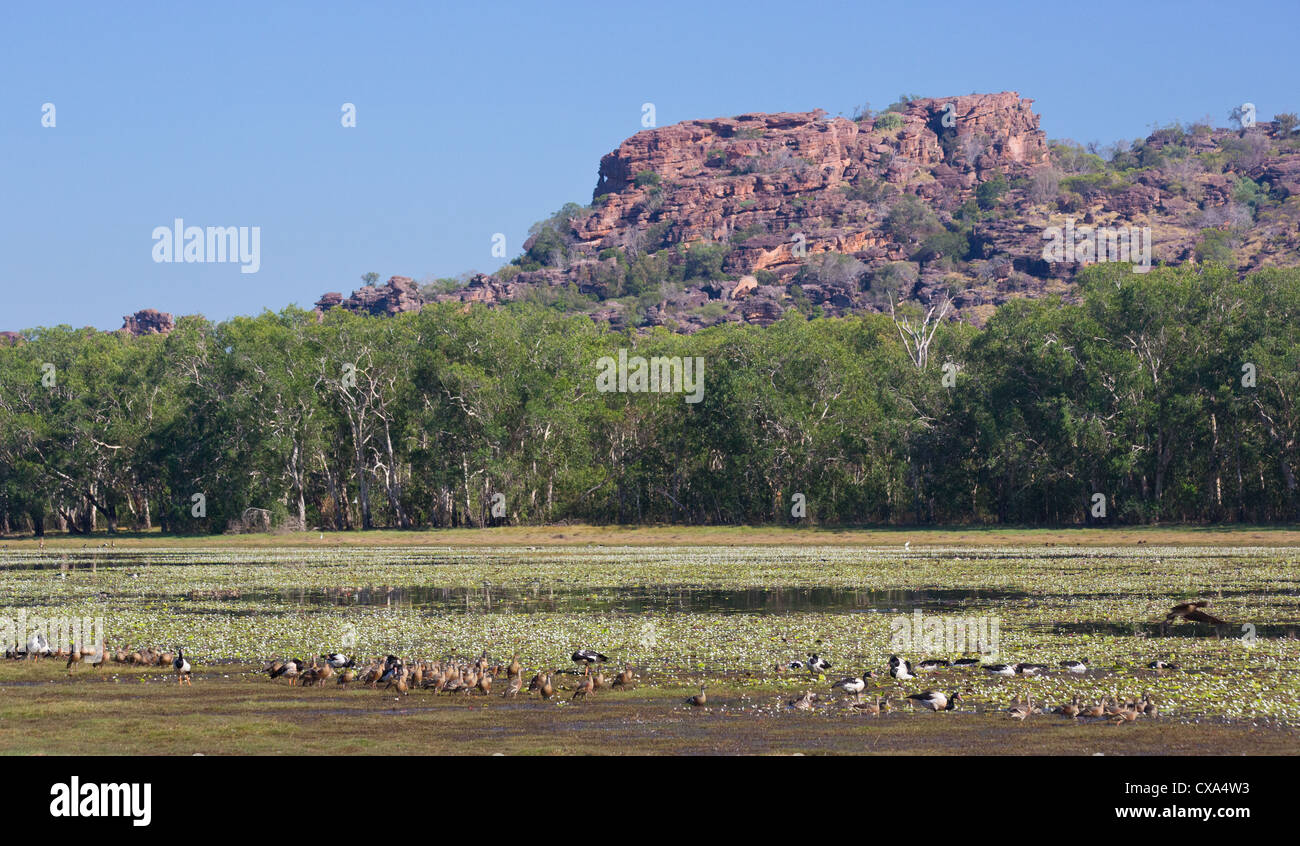 Anbangbang Billabong, Parco Nazionale Kakadu, Territorio del Nord Foto Stock