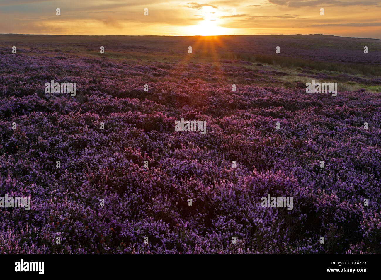 Sole estivo con un incremento di oltre il Lealholm Moor con heather nel pieno fiore. North York Moors National Park Foto Stock