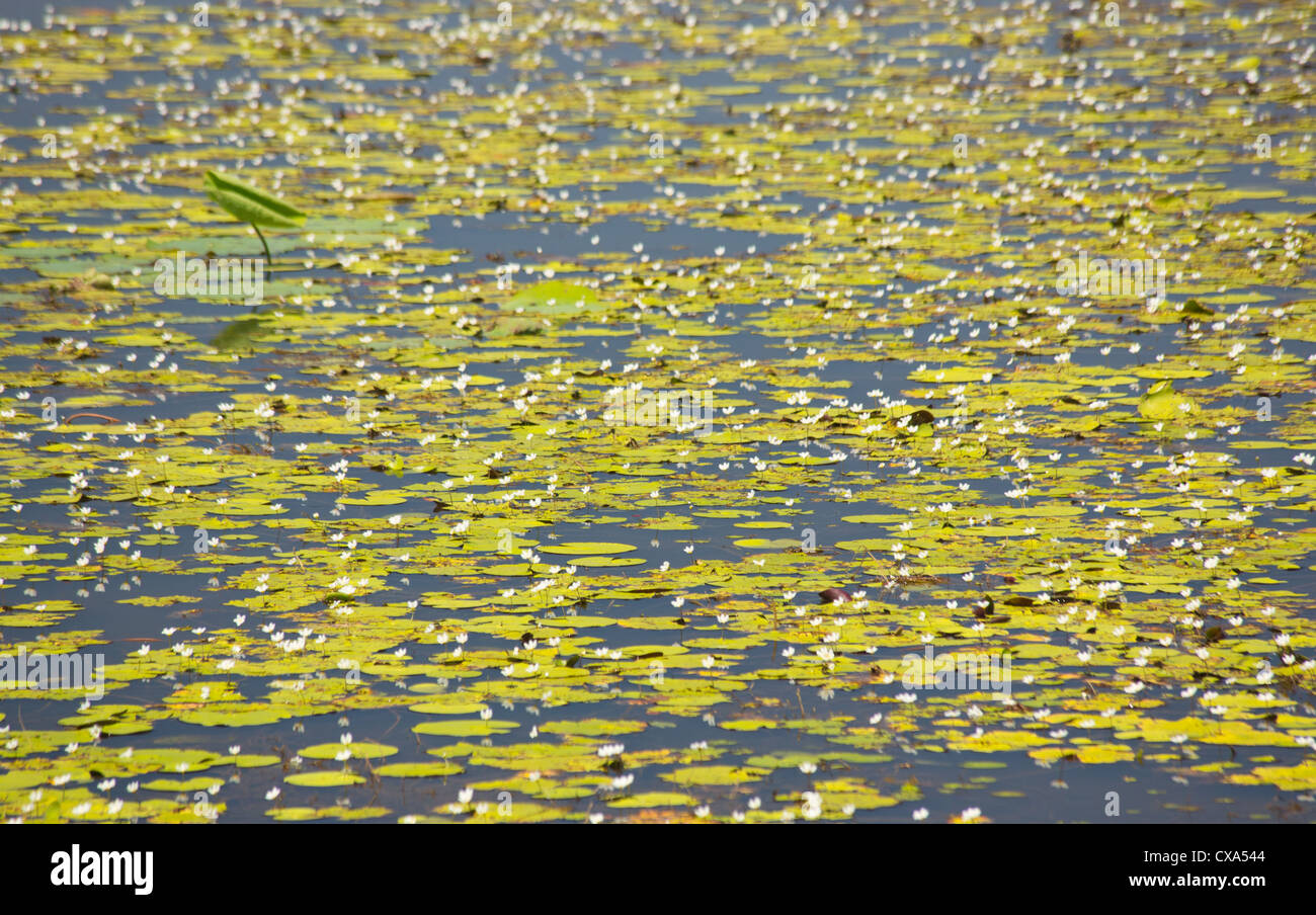 Mamukala Wetlands, Parco Nazionale Kakadu, Territorio del Nord, l'Australia Foto Stock