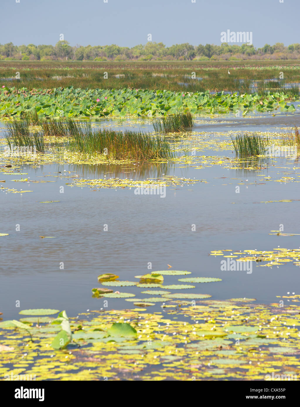Mamukala Wetlands, Parco Nazionale Kakadu, Territorio del Nord, l'Australia Foto Stock