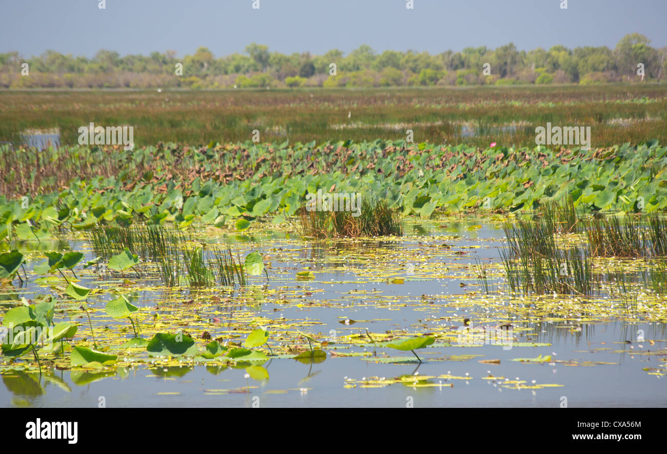 Mamukala Wetlands, Parco Nazionale Kakadu, Territorio del Nord, l'Australia Foto Stock