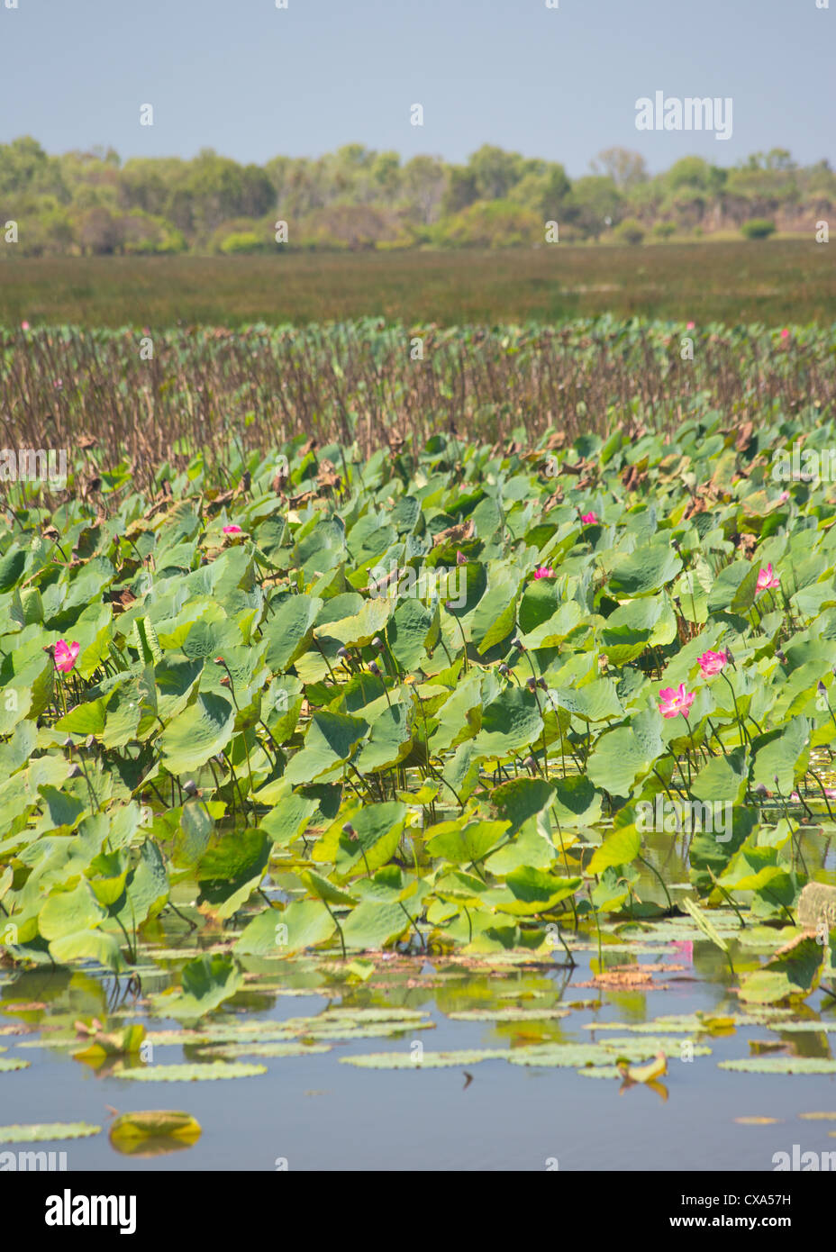 Mamukala Wetlands, Parco Nazionale Kakadu, Territorio del Nord, l'Australia Foto Stock