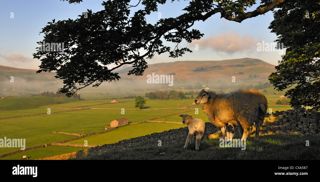 Early Morning mist sotto Widdale cadde, Wensleydale, Yorkshire, Inghilterra Foto Stock