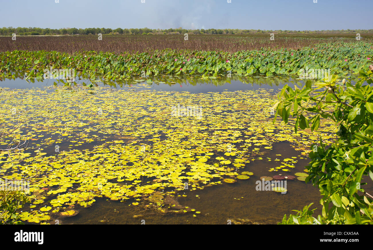 Mamukala Wetlands, Parco Nazionale Kakadu, Territorio del Nord, l'Australia Foto Stock