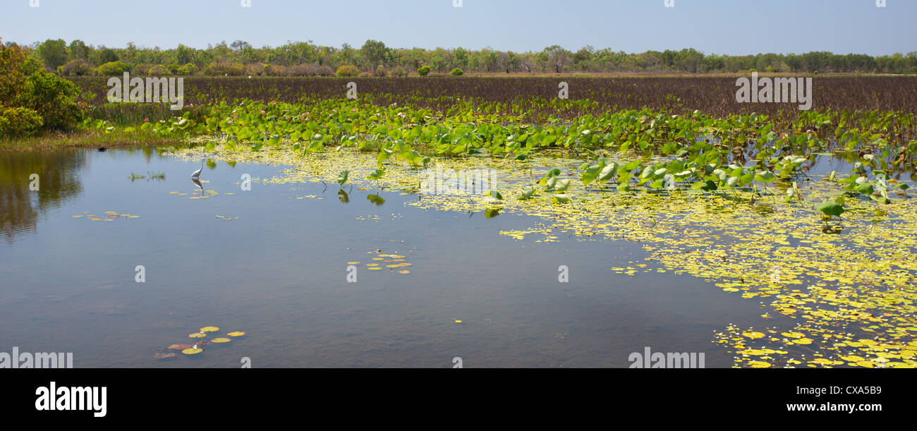 Mamukala Wetlands, Parco Nazionale Kakadu, Territorio del Nord, l'Australia Foto Stock