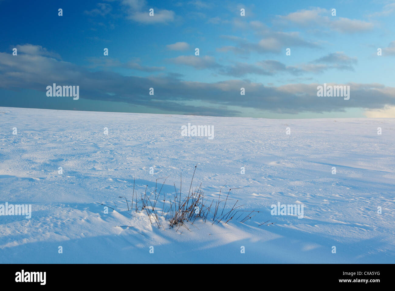 Scena invernale di neve e di erba selvatica su Moorsholm Moor nel North York Moors National Park Foto Stock