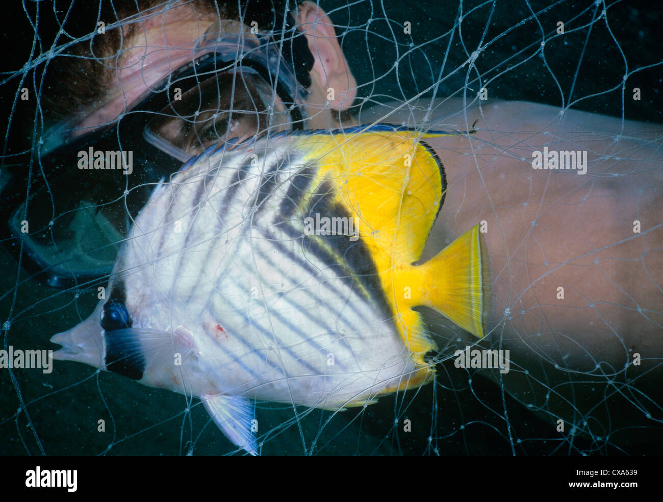 Sommozzatore osserva Threadfin Butterflyfish catturati in Bedouin gill net (Chaetodon auriga). Egitto, Mar Rosso Foto Stock