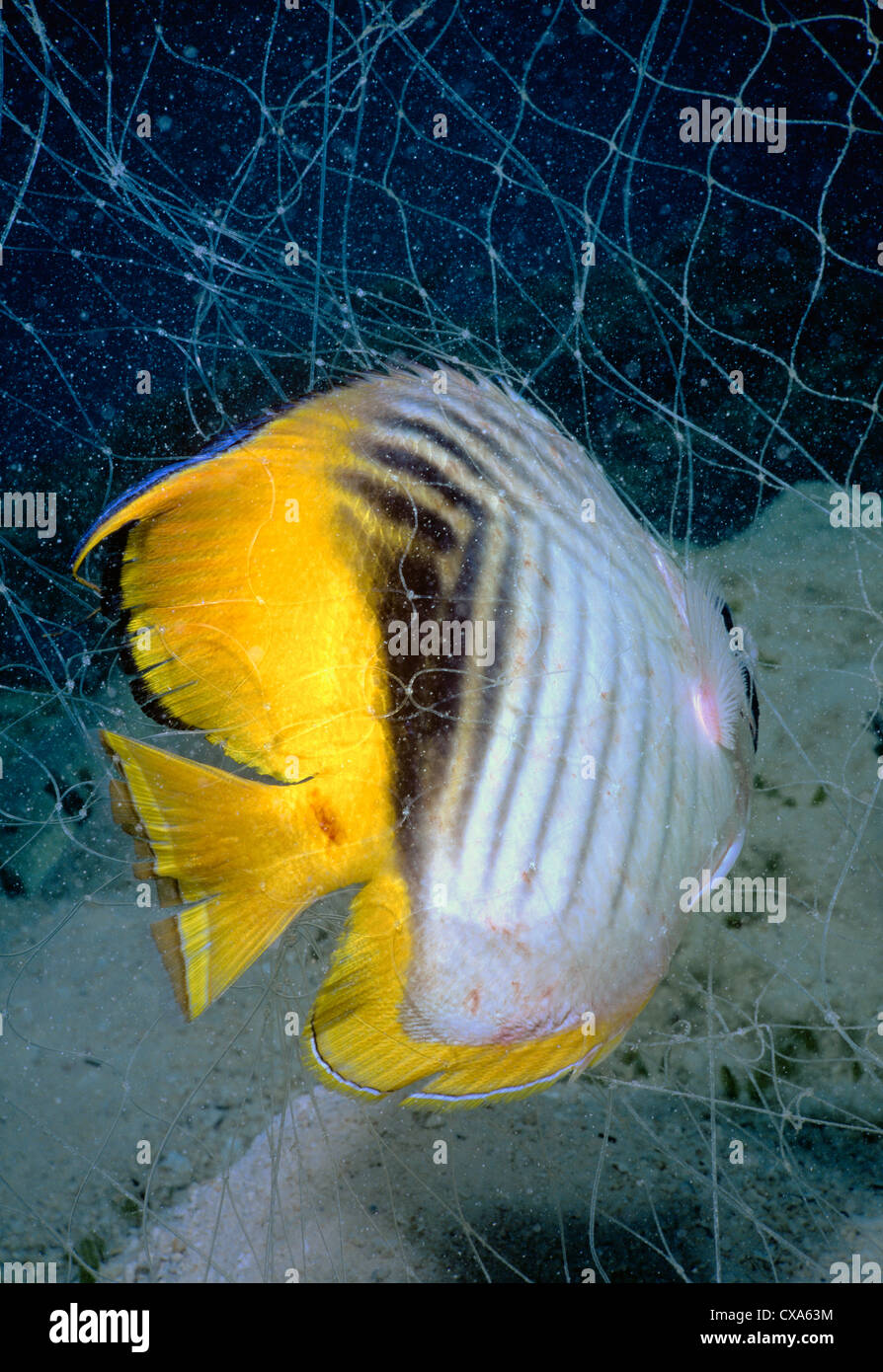 Threadfin Butterflyfish catturati in Bedouin gill net (Chaetodon auriga). Egitto, Mar Rosso Foto Stock