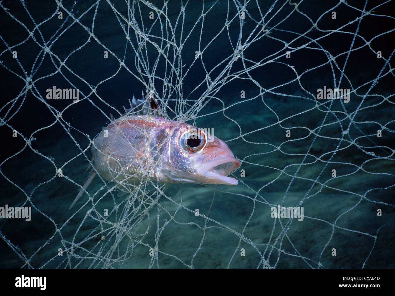Squirrelfish Spotfin catturati in Bedouin gill net (Flammeo sammara). Egitto, Mar Rosso Foto Stock