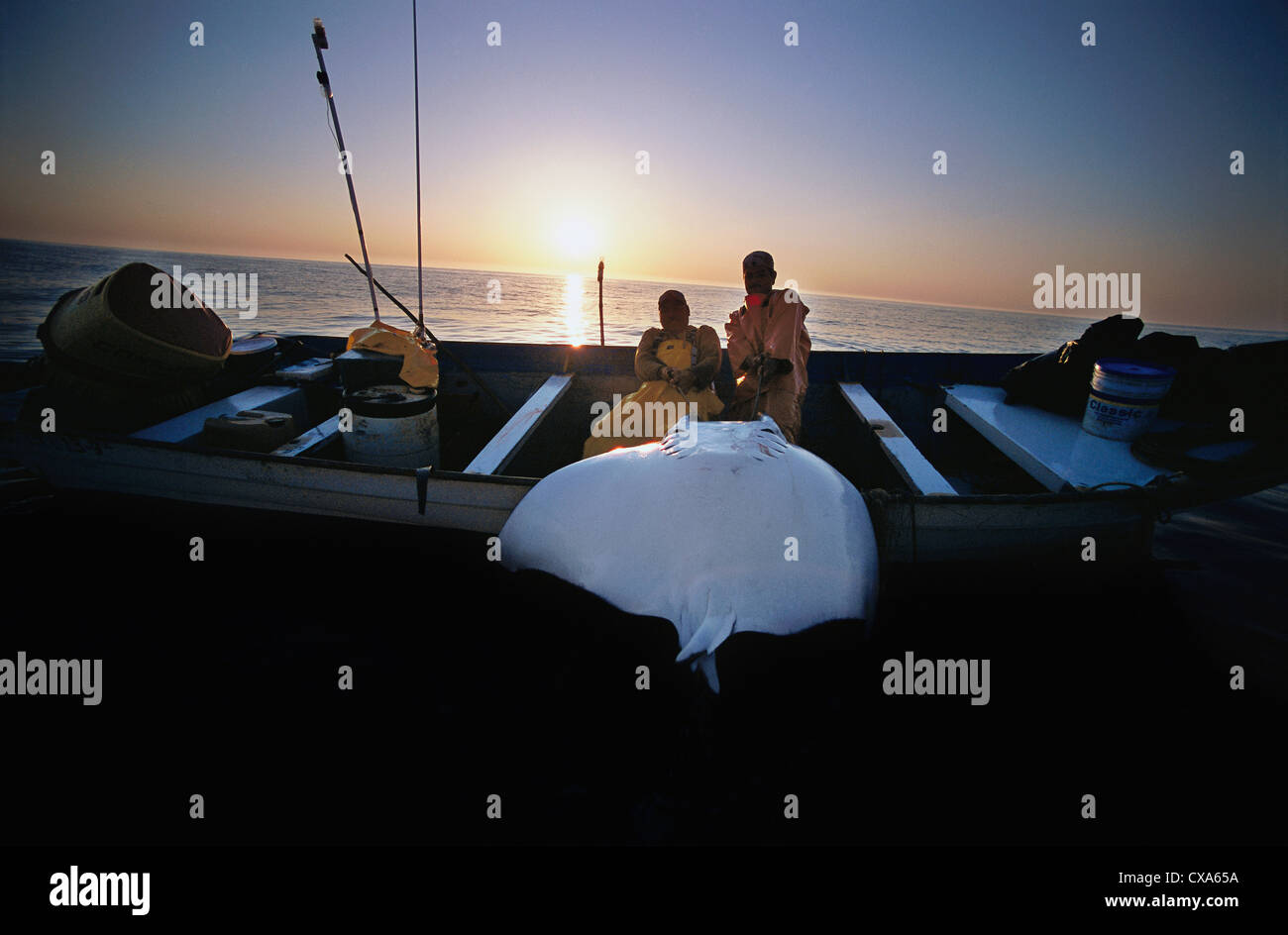 Gill Net Fisherman cale Manta Ray (Manta birostris) sulla scheda. Huatabampo, Messico, Golfo di California, Oceano Pacifico Foto Stock