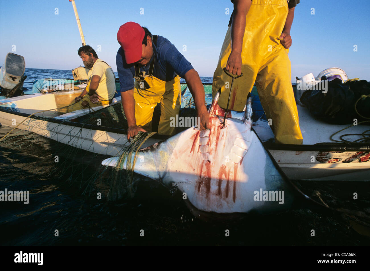 Gill net pescatori haul Manta Ray (Manta birostris) sulla scheda. Huatabampo, Messico, Mare di Cortez, Oceano Pacifico Foto Stock