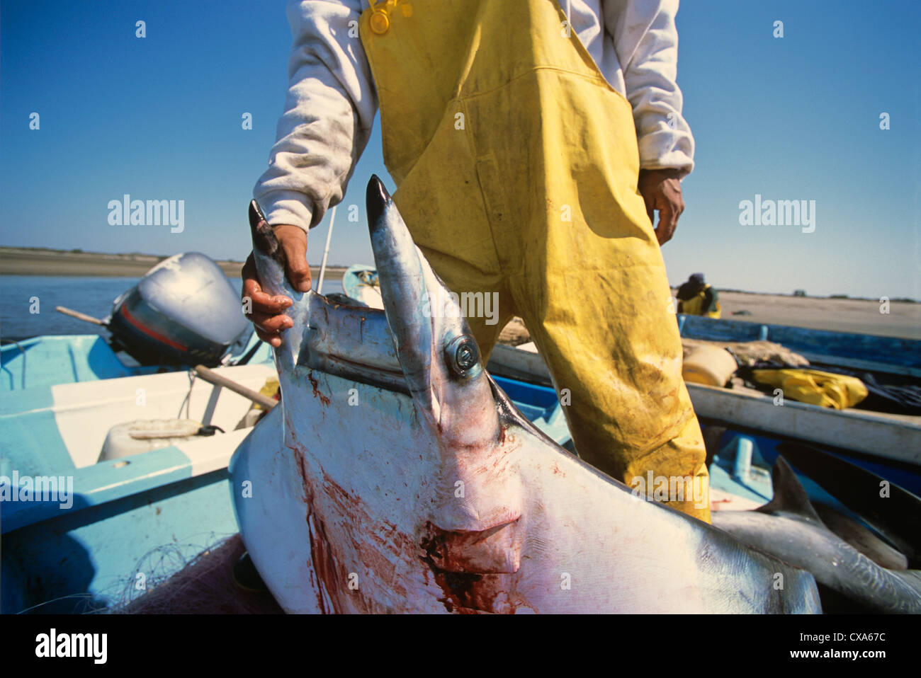 Gill Net Fisherman cale Manta Ray (Manta birostris) sulla scheda. Huatambo, Messico Golfo di California, Oceano Pacifico Foto Stock