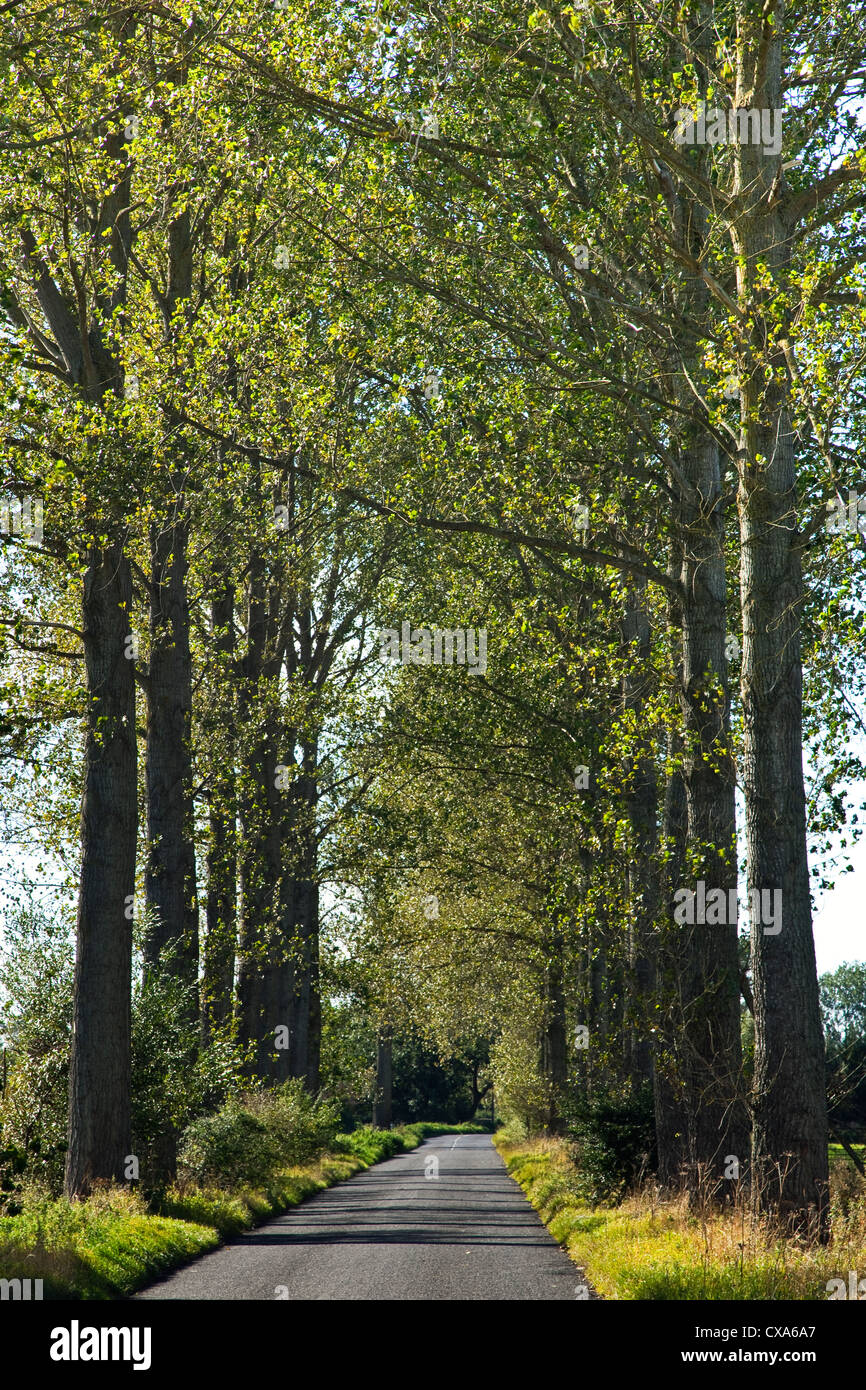 Una vista lungo una strada fiancheggiata con alberi di pioppo in livelli di Somerset, Regno Unito Foto Stock