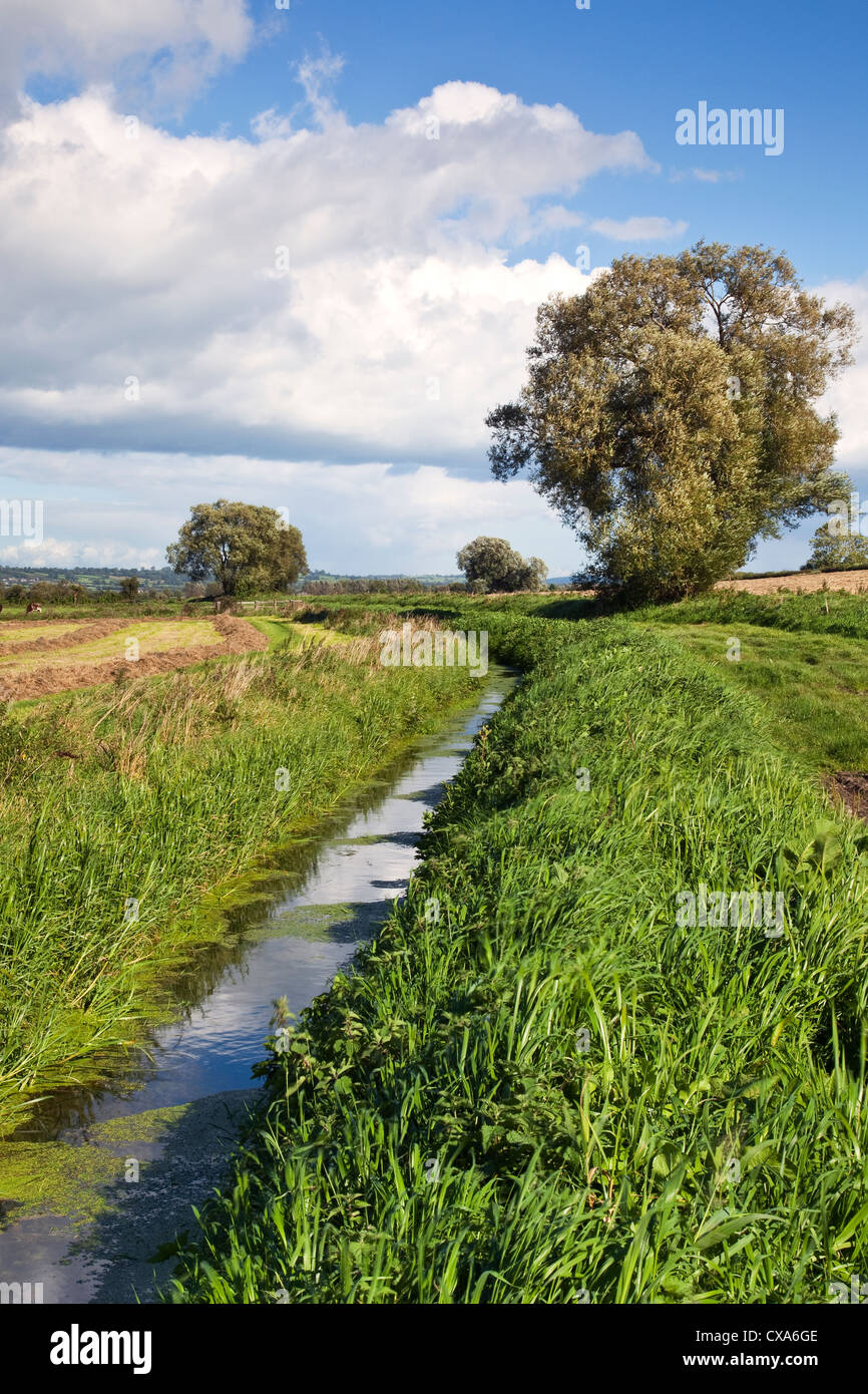 Una vista rurale lungo un rhyne in terreni agricoli nei livelli di Somerset, Regno Unito in una giornata di vento Foto Stock