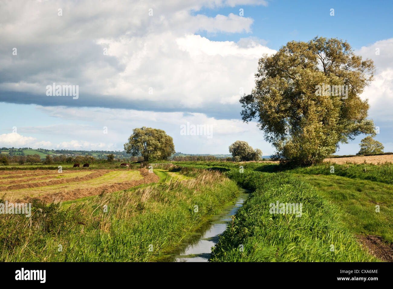 Una vista rurale lungo un rhyne in terreni agricoli nei livelli di Somerset, Regno Unito in una giornata di vento Foto Stock