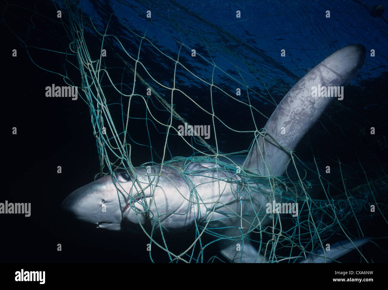 La trebbiatrice Shark (Alopias vulpinus) catturati in gill net. Huatabampo, Messico, Mare di Cortez, Oceano Pacifico Foto Stock