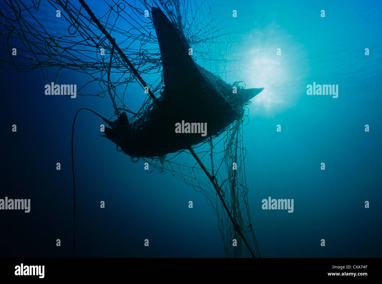Manta Ray (Manta birostris) catturati in gill net. Huatabampo, Messico, Mare di Cortez, Oceano Pacifico Foto Stock