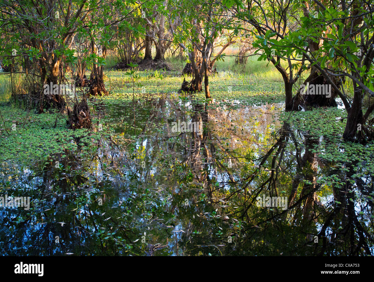 Lussureggiante zona umida a Fogg Dam Conservation Reserve, Territorio del Nord Foto Stock