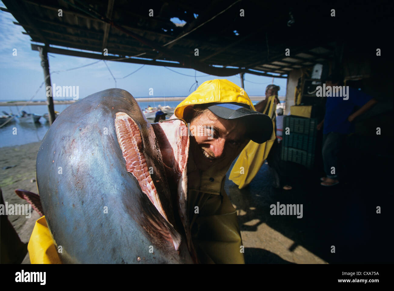 Gill net fisherman porta alettato squalo trebbiatrice (Alopias vulpinus) Huatabampo alla macellazione tabella. Messico Foto Stock