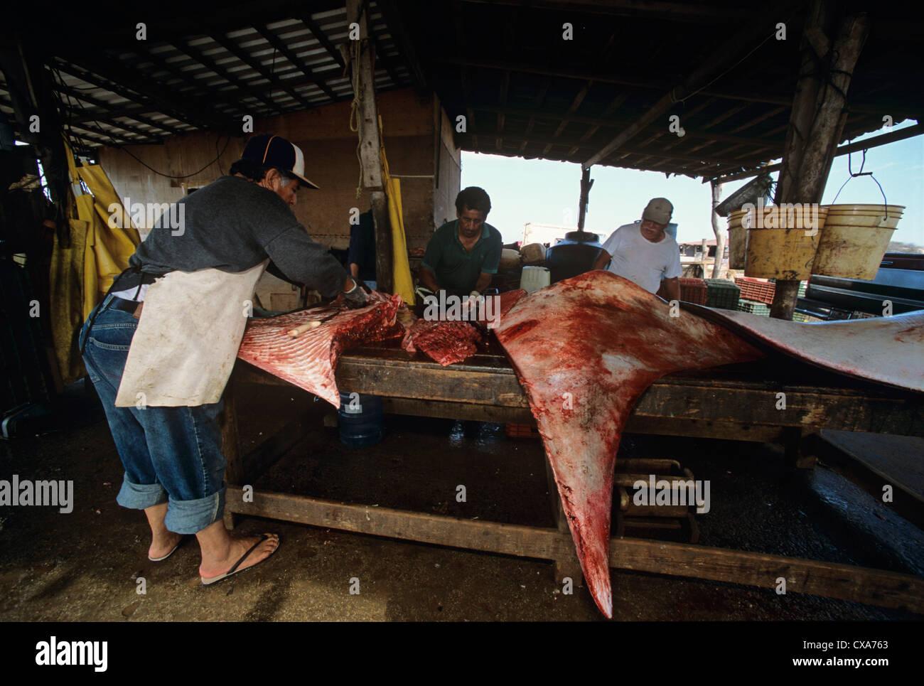 Gill net pescatori butcher Manta Ray (Manta birostris) ali. Huatabampo alla macellazione tabella. Messico, Mare di Cortez Foto Stock