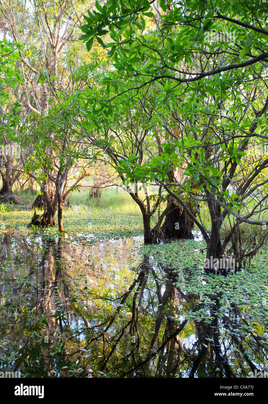 Lussureggiante zona umida a Fogg Dam Conservation Reserve, Territorio del Nord Foto Stock