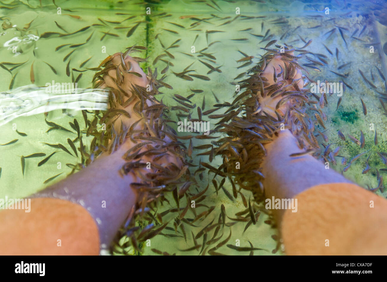 Garra rufa pesce Foto Stock