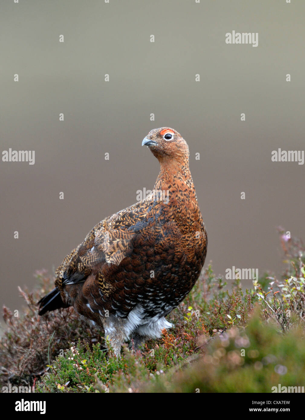 Red Grouse (Lagopus lagopus scoticus) Foto Stock