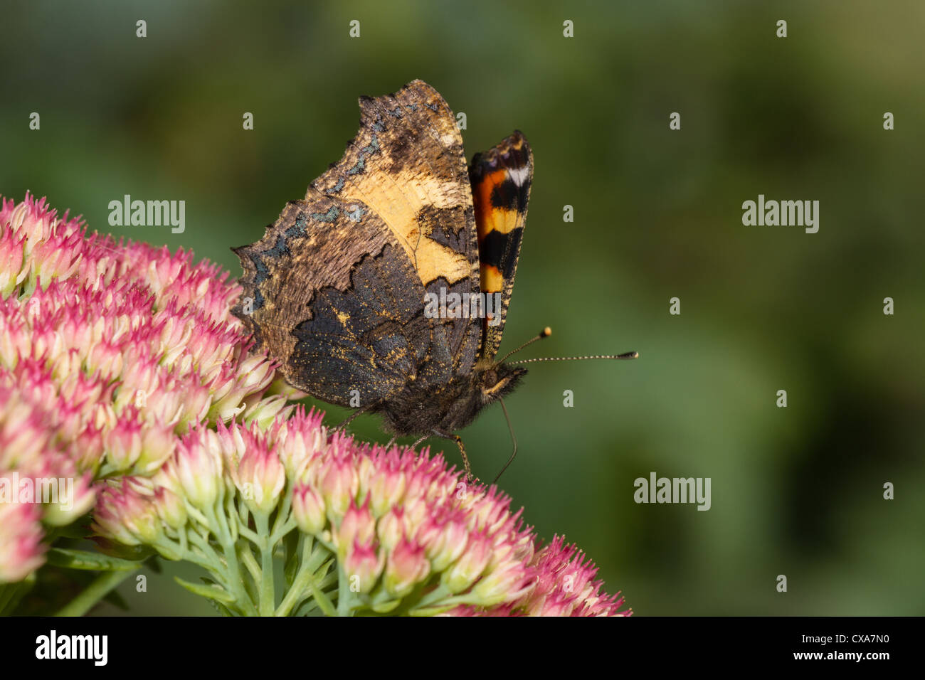 Piccola tartaruga (Aglais urticae) nectaring sui fiori di sedum, Cambridgeshire, Inghilterra Foto Stock