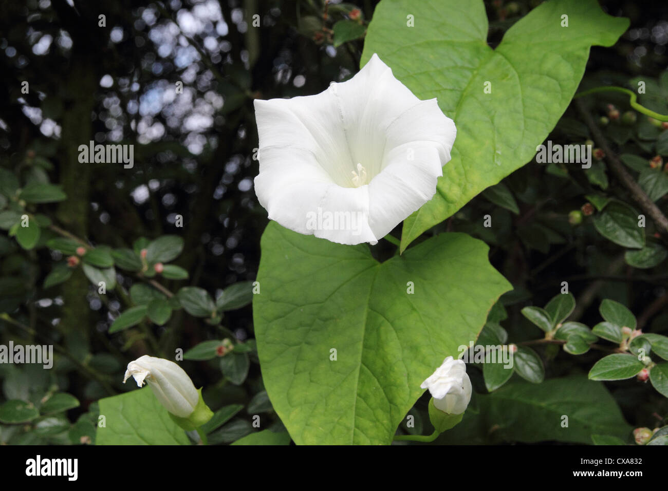 Hedge Centinodia ( Calystegia sepium ) in fiore, REGNO UNITO Foto Stock