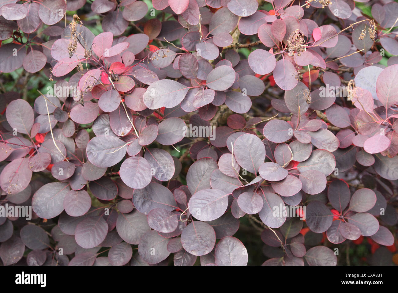Cotinus coggygria 'Royal Purple' altrimenti noto come il fumo o boccola albero Foto Stock