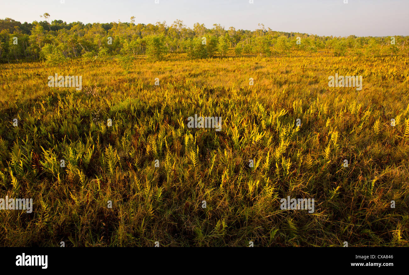 Erba e felci a Fogg Dam Conservation Reserve, Territorio del Nord Foto Stock