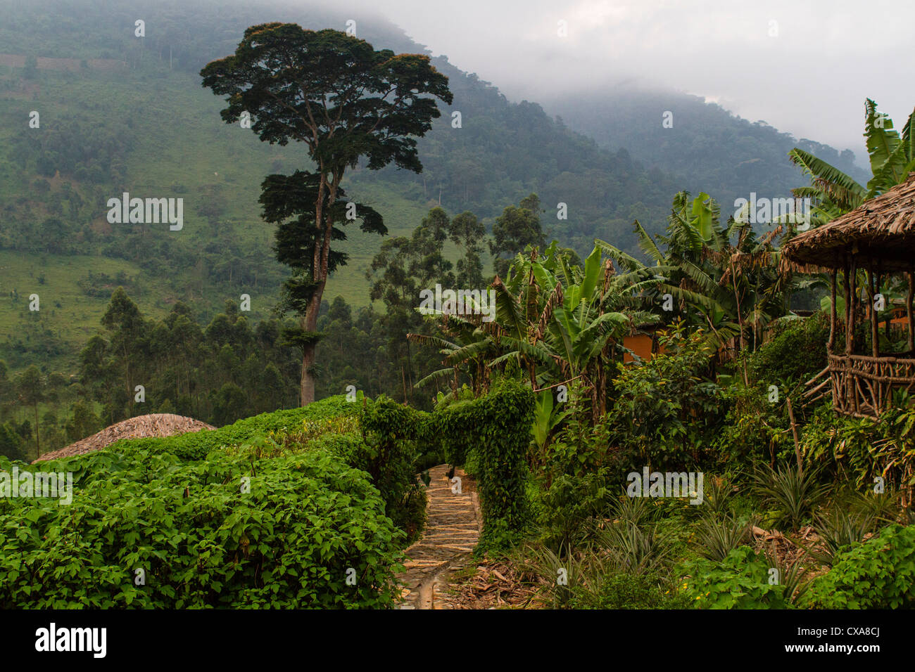 Foresta impenetrabile di Bwindi Foto Stock