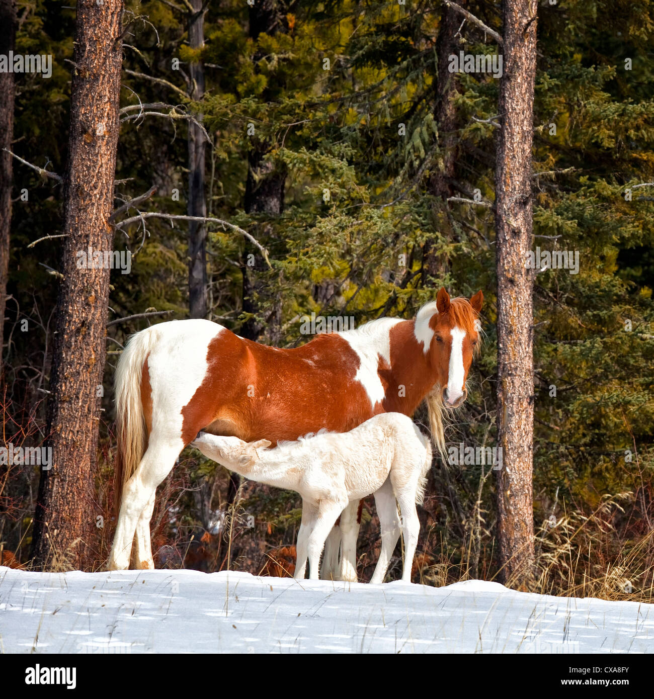 Cavalli selvaggi in inverno nelle zone rurali Alberta, Canada. Foto Stock