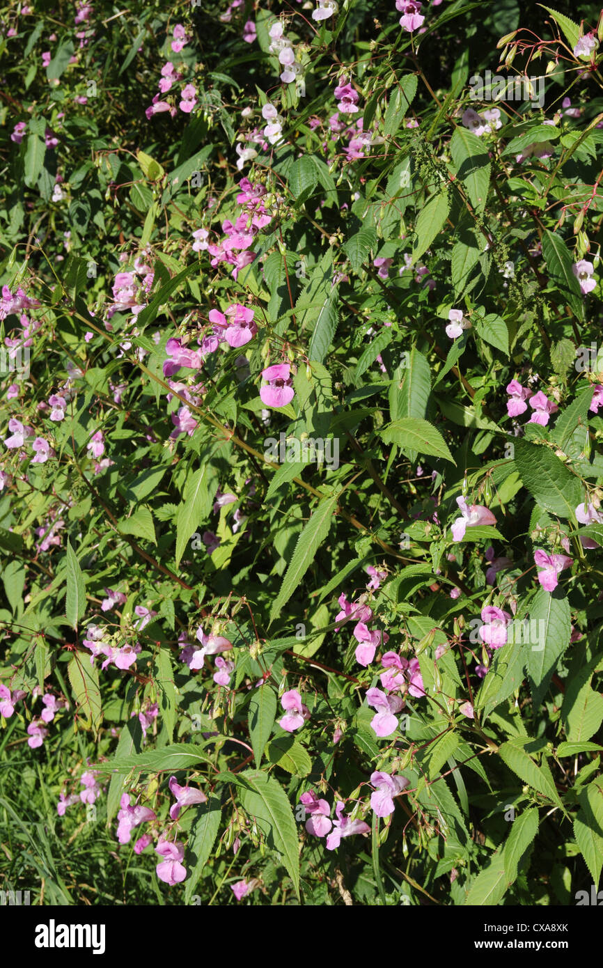 O dell'Himalaya indiano (Balsamina Impatiens glandulifera) un non invasiva delle piante native in crescita nel Regno Unito Foto Stock