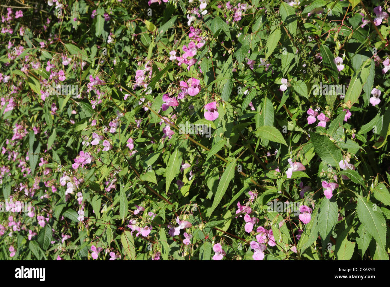 O dell'Himalaya indiano (Balsamina Impatiens glandulifera) un non invasiva delle piante native in crescita nel Regno Unito Foto Stock