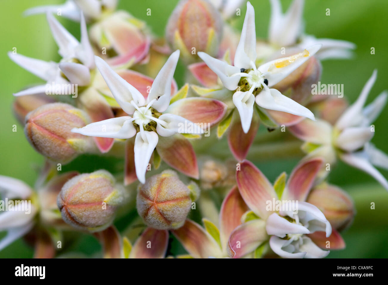 Una rigogliosa pianta milkweed in California. Foto Stock