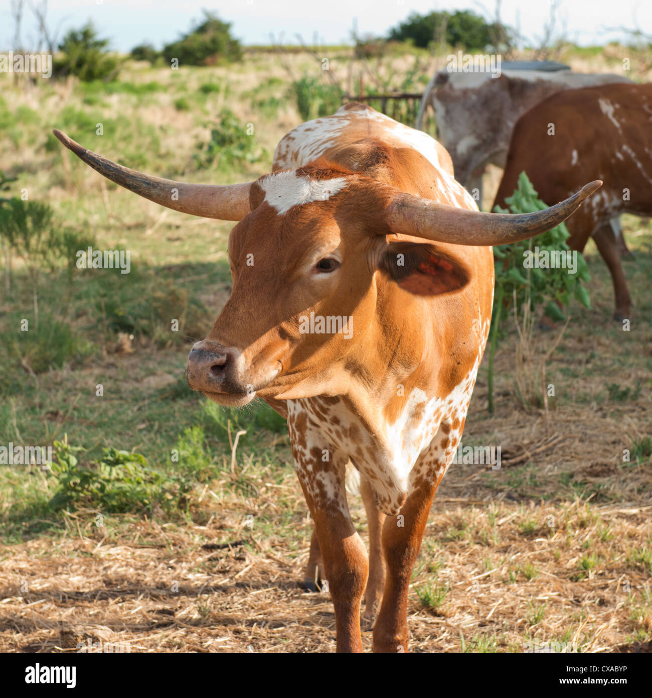 Un Texas Longhorn mucca, Bos bos in Oklahoma, Stati Uniti d'America. Foto Stock