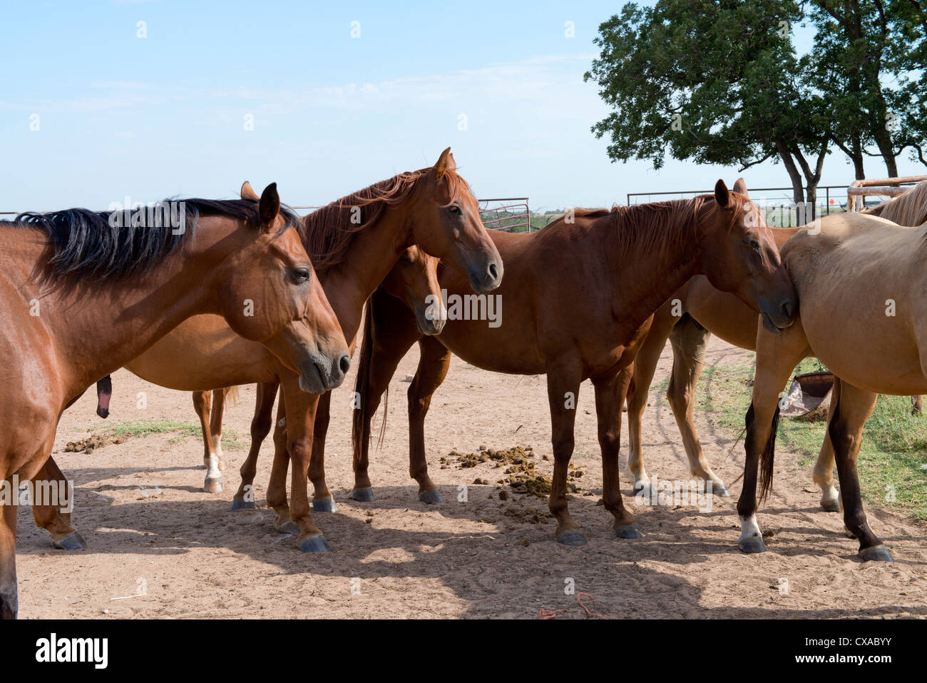 Un piccolo allevamento di American Quarter Horses, Equus caballus. Sorrels, alloggiamenti e una connessione DUN. Oklahoma, Stati Uniti d'America. Foto Stock