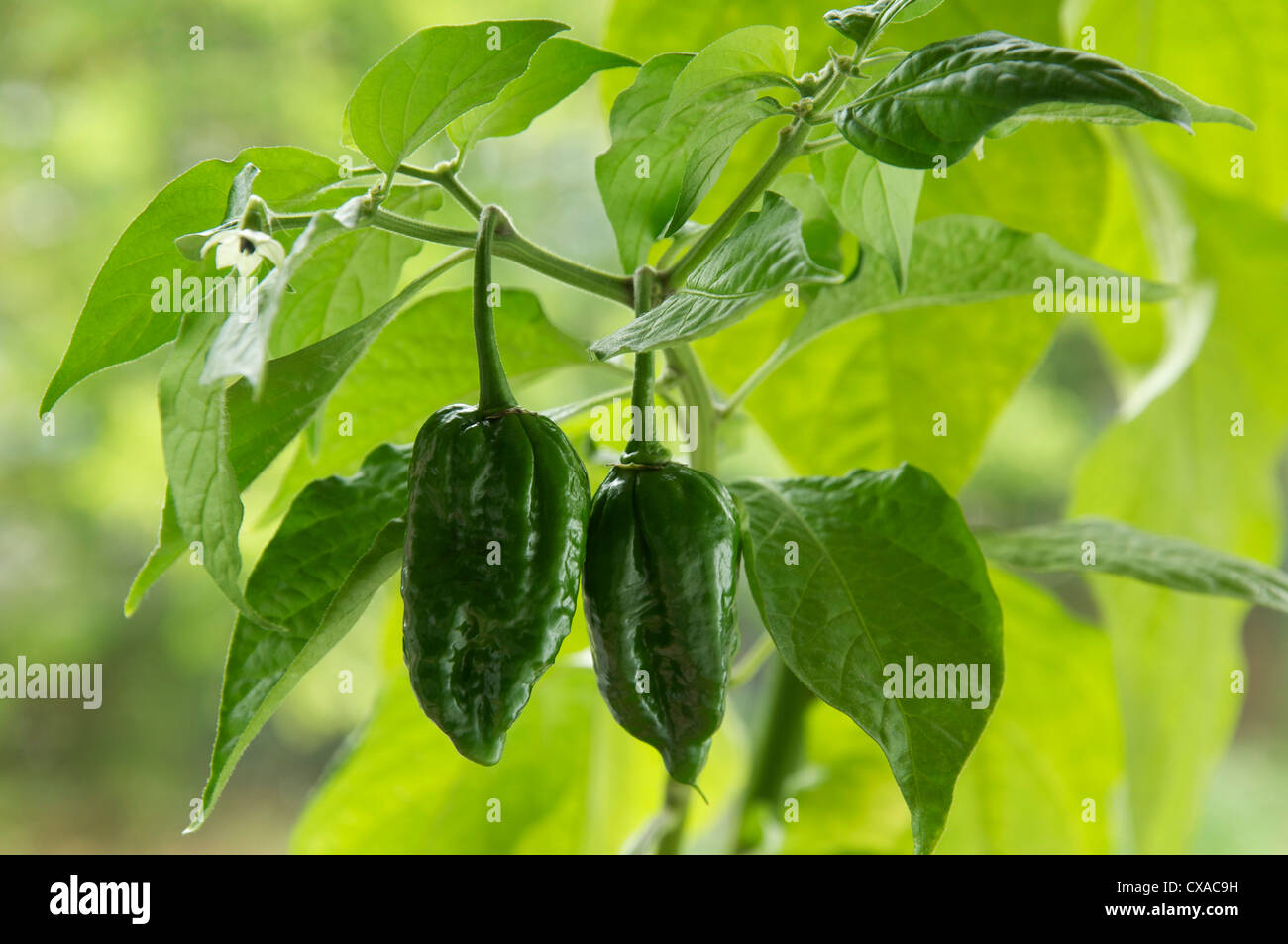 Due fiery Dorset Naga piccante peperoni (tra i più caldi peperoncino varietà noto) crescente sulla pianta e ancora allo stadio di verde. Il capsicum chinensis. Foto Stock